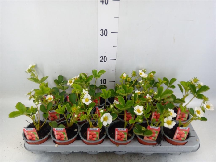<h4>Fragaria   ...</h4>