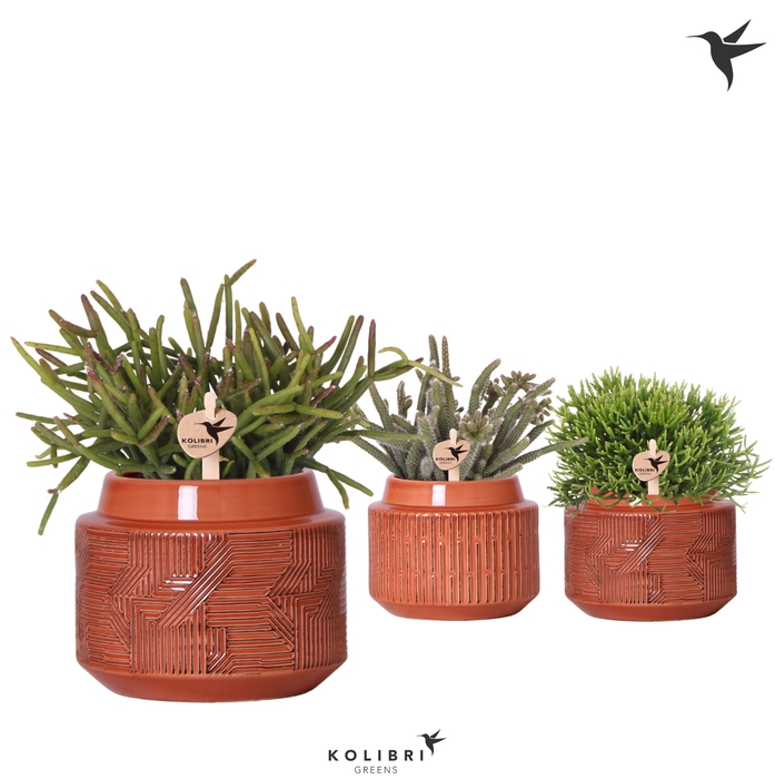 <h4>Rhipsalis Gemengd Keramiek Maze Terracotta</h4>