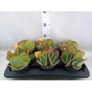 Kalanchoe NF thyrsiflora