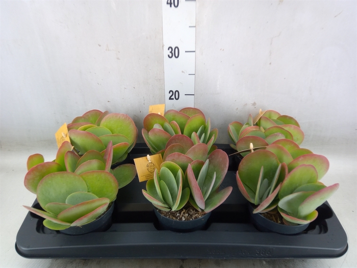 <h4>Kalanchoe NF thyrsiflora</h4>