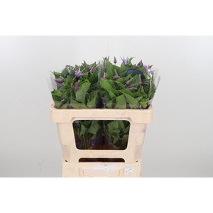 Clem Star River Lavendel