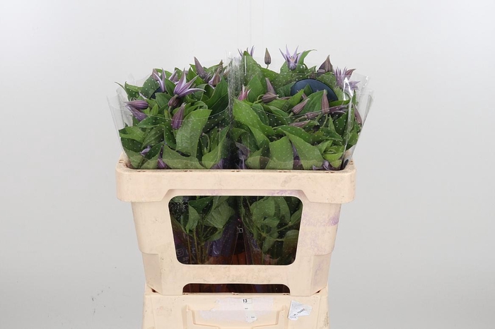 <h4>Clem Star River Lavendel</h4>