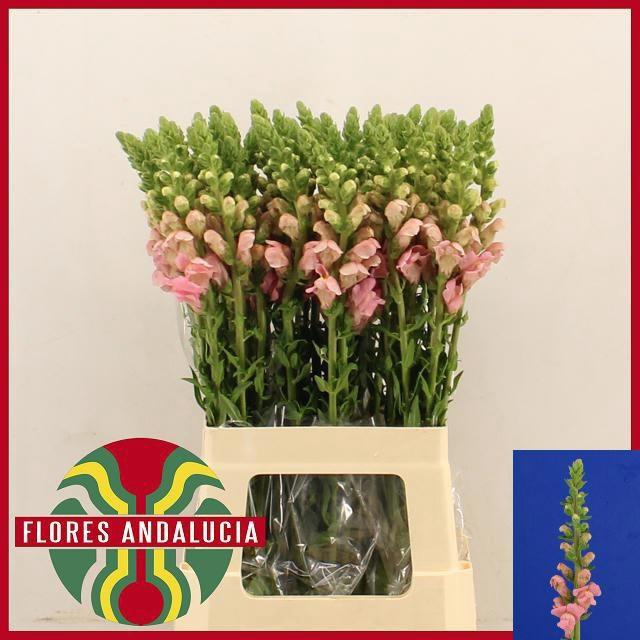 <h4>ANTIR POTO PINK</h4>