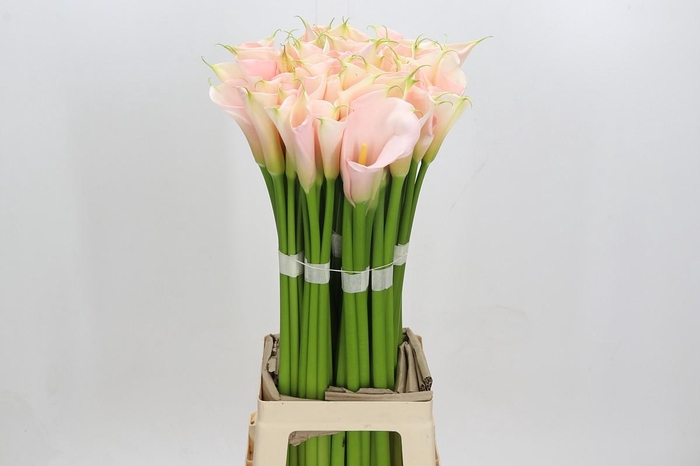 Zantedeschia Eydolls Salmon