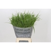 Panicum Fountain