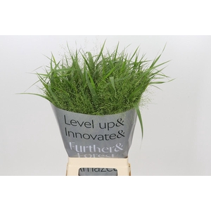 Panicum Fountain