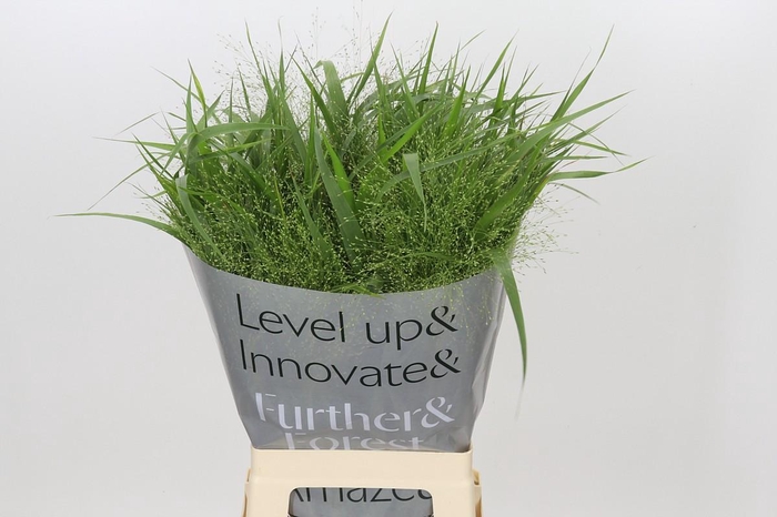 Panicum Fountain