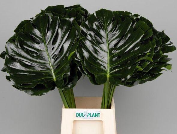 <h4>MONSTERA BLAD 35cm Ø</h4>