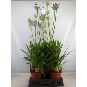 Agapanthus afric.