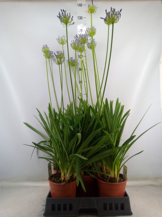 <h4>Agapanthus afric.</h4>