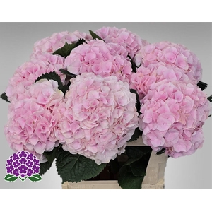 HYDR M MY PINKTOU RZ