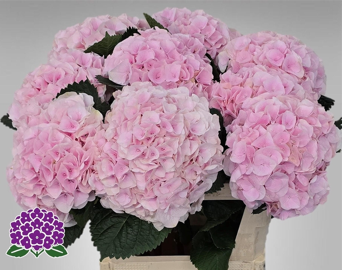 <h4>HYDR M MY PINKTOU RZ</h4>