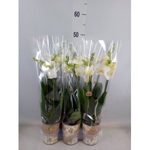 Phalaenopsis multi.   ...white
