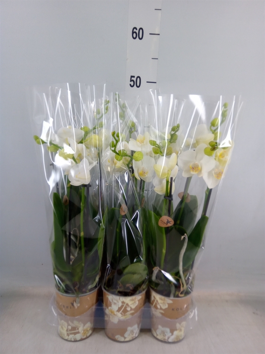 <h4>Phalaenopsis multi.   ...white</h4>
