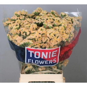 LIM S GLOW SUN BIRDS