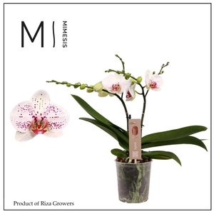 Phalaenopsis Spirit White Special 2 spike - 12cm | Mimesis