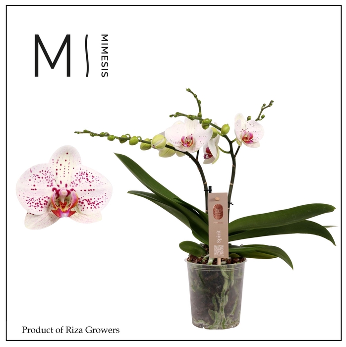 <h4>Phalaenopsis Spirit White Special 2 spike - 12cm | Mimesis</h4>