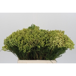 Kaaps Groen Lanuginosa