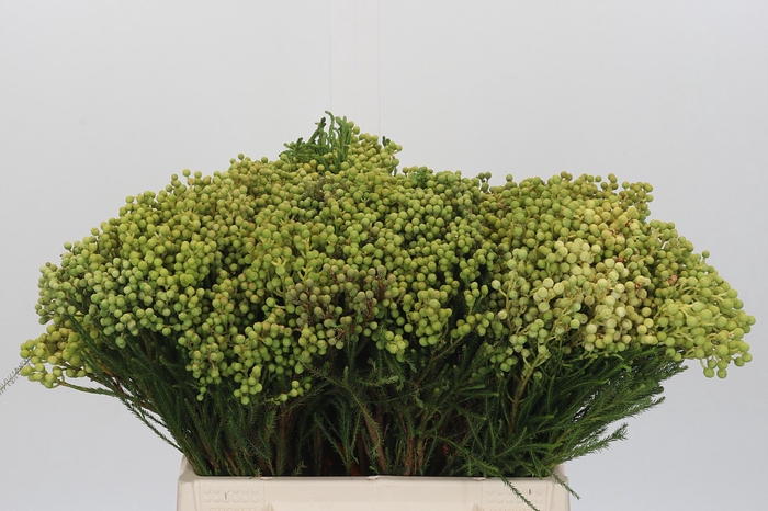 <h4>Kaaps Groen Lanuginosa</h4>