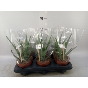 Aloe  'Mistral'