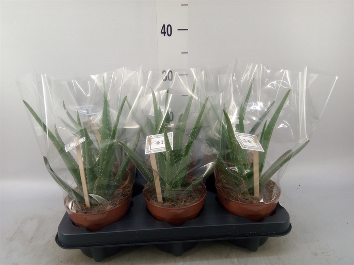 <h4>Aloe  'Mistral'</h4>