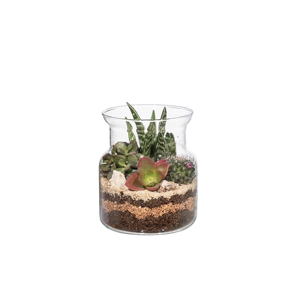 <h4>TERRARIUM STYLE GLASS ARRANGEMENT WITH CACTUS AND SUCCULENTS - Ø12 H12 IN CARDBOARD BOX 14X14 CM</h4>