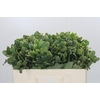 Pittosporum Ilan