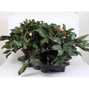 HELLEBORUS X ERICSMITHII p20