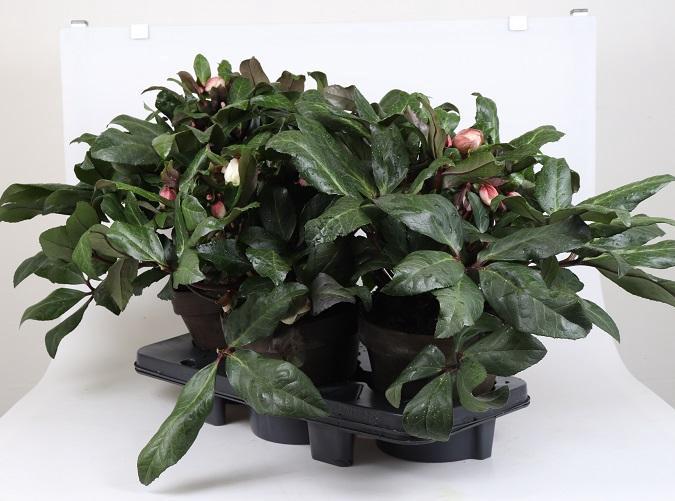 <h4>HELLEBORUS X ERICSMITHII p20</h4>