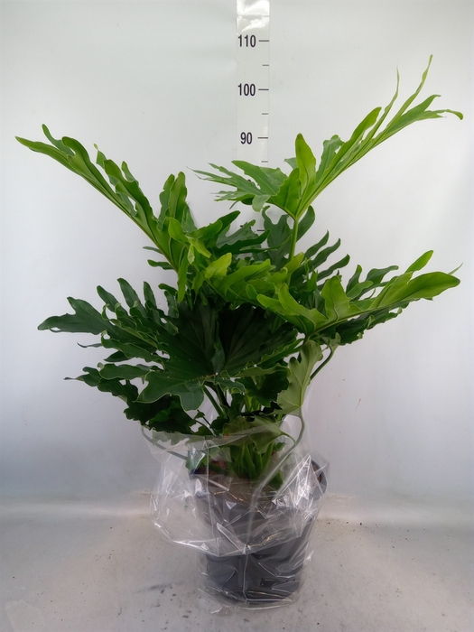 <h4>Philodendron bipinn. 'Little Hope'</h4>