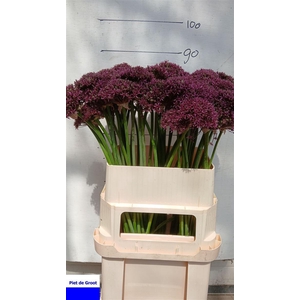 Allium Mercurius