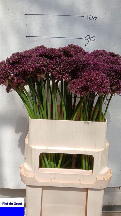<h4>Allium Mercurius</h4>
