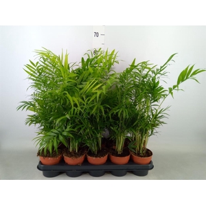 Chamaedorea elegans