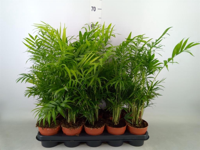 <h4>Chamaedorea elegans</h4>