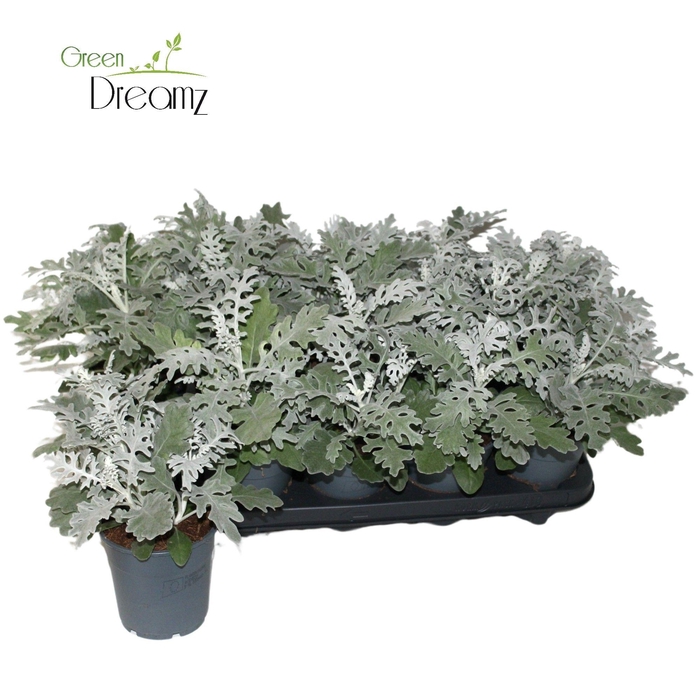 <h4>Senecio Cineraria in kweekpot p 12</h4>