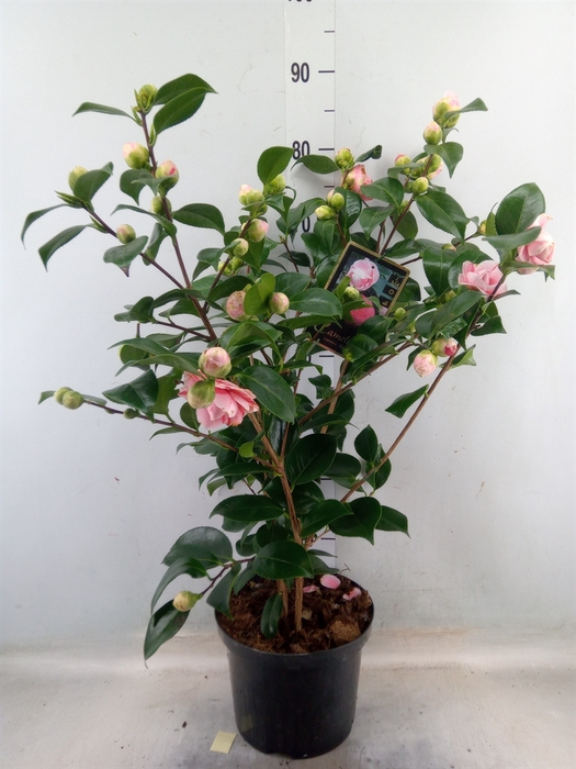 <h4>Camellia japonica</h4>