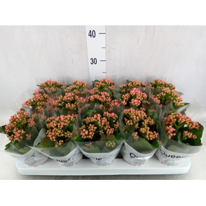 Kalanchoe  'RoseFlow Audrey'