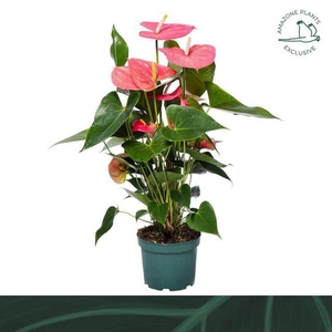 Anthurium Andreanum Colorado 17Ø 65cm 6fl