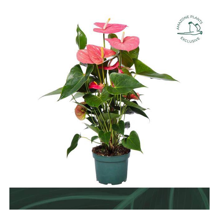 <h4>Anthurium Andreanum Colorado 17Ø 65cm 6fl</h4>