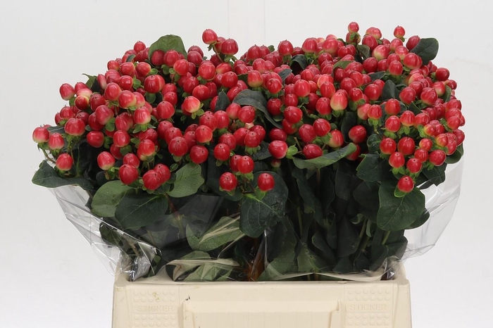 <h4>Hypericum True Romance</h4>