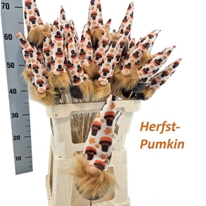 HUIS EN TUINDECO H%