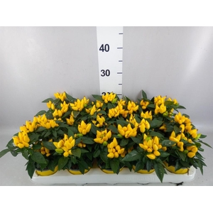 Capsicum annuum 'Salsa Yellow'