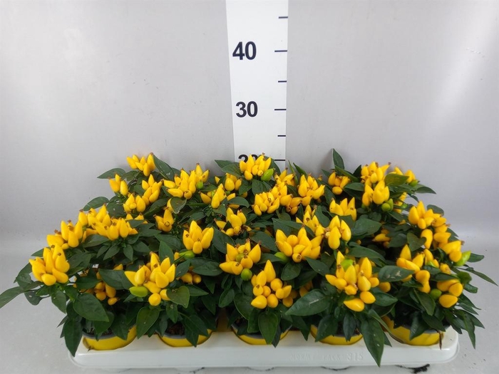 <h4>Capsicum annuum 'Salsa Yellow'</h4>