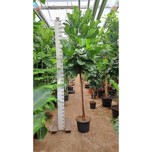 Ficus Lyrata gedraaide stam 300