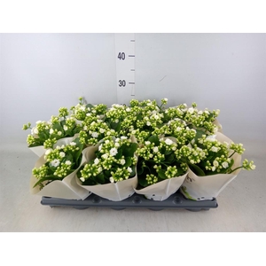 Kalanchoe Rose Flowers Matilde