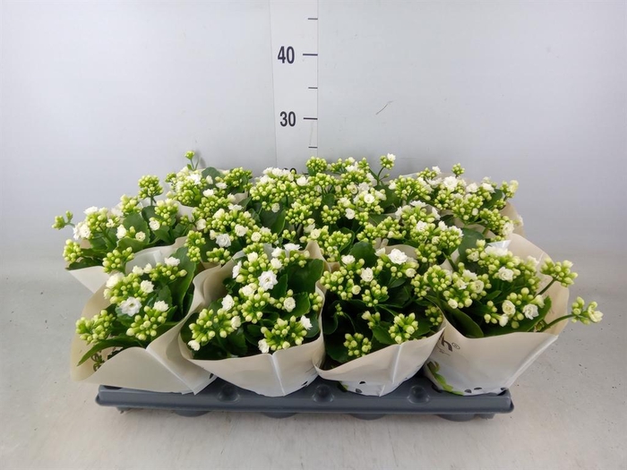<h4>Kalanchoe Rose Flowers Matilde</h4>