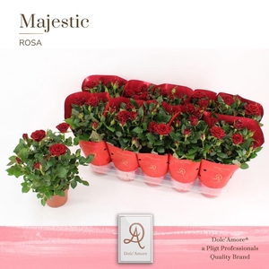 Potroos Rood P12 Dolc'Amore® Majestic