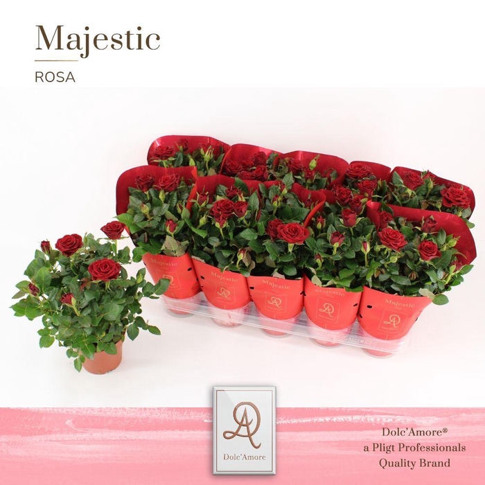 <h4>Potroos Rood P12 Dolc'Amore® Majestic</h4>