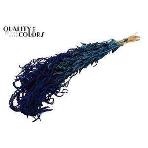 Hang Amaranthus ±70cm p/bunch Dark Blue