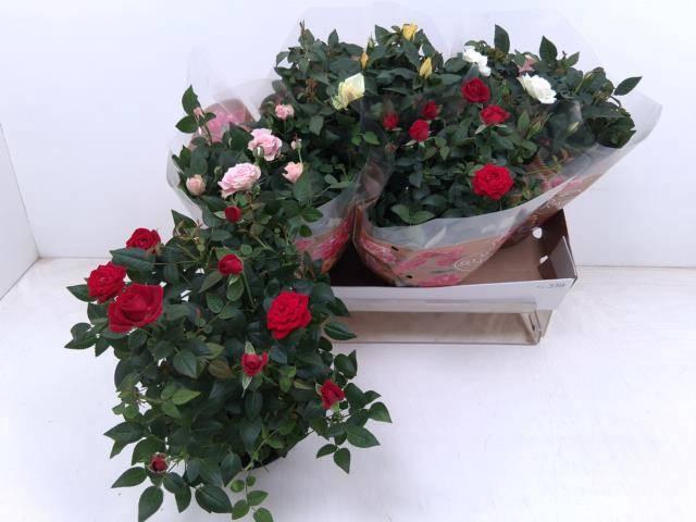 <h4>RO FAV RO GEM 4 SRT</h4>